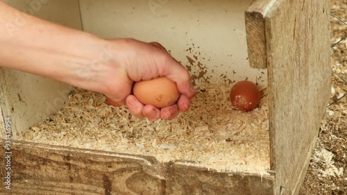Mature woman picking up fresh organic eggs from nest