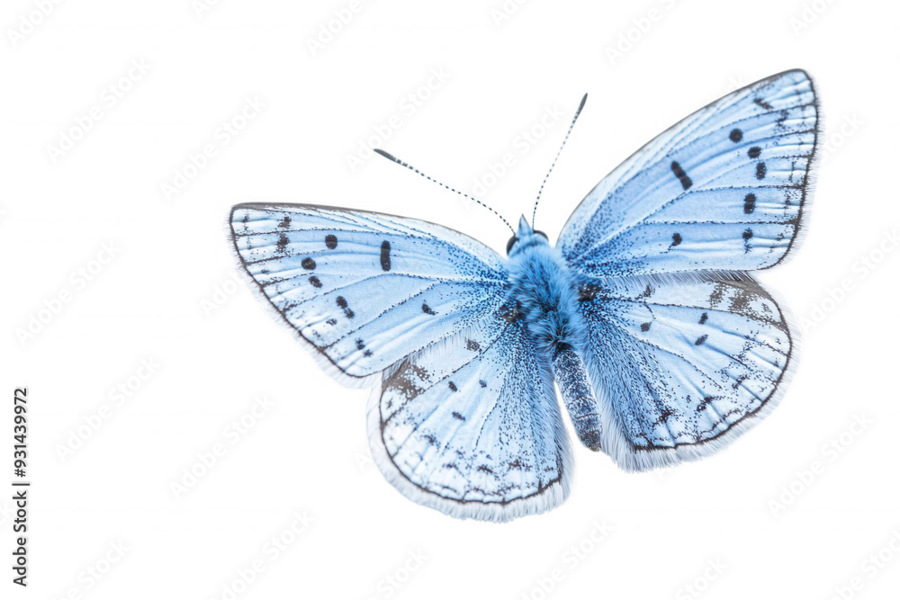 A beautiful blue butterfly with delicate wings, showcasing intricate patterns and vibrant colors, perfect for nature-themed projects. A beautiful blue butterfly with delicate wings, showcasing intricate patterns and vibrant colors, perfect for nature-themed projects.