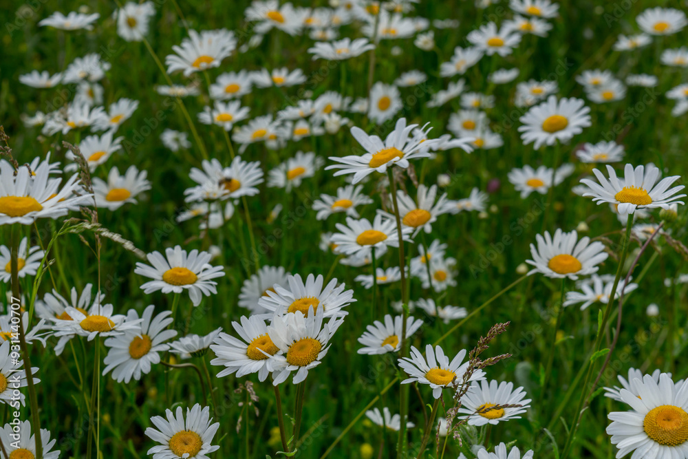 Fototapeta premium Field daisies