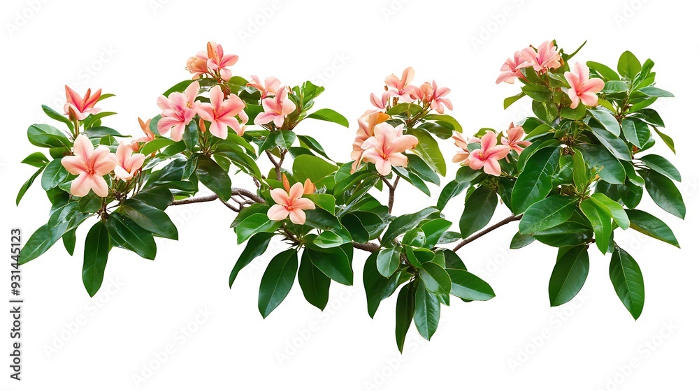 Branch with green leaves and pink flowers isolated on white background. Branch with green leaves and pink flowers isolated on white background.