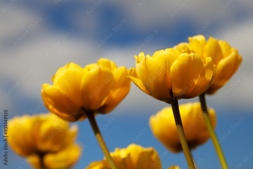 Fields of flowering tulips where flower bulbs are grown on Goeree-Overflakkee attracting dutch tourist Fields of flowering tulips where flower bulbs are grown on Goeree-Overflakkee attracting dutch tourist