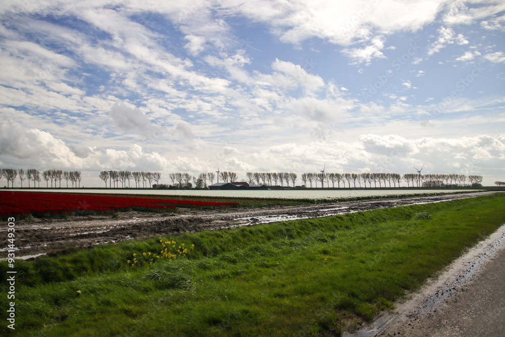 Fields of flowering tulips where flower bulbs are grown on Goeree-Overflakkee attracting dutch tourist Fields of flowering tulips where flower bulbs are grown on Goeree-Overflakkee attracting dutch tourist