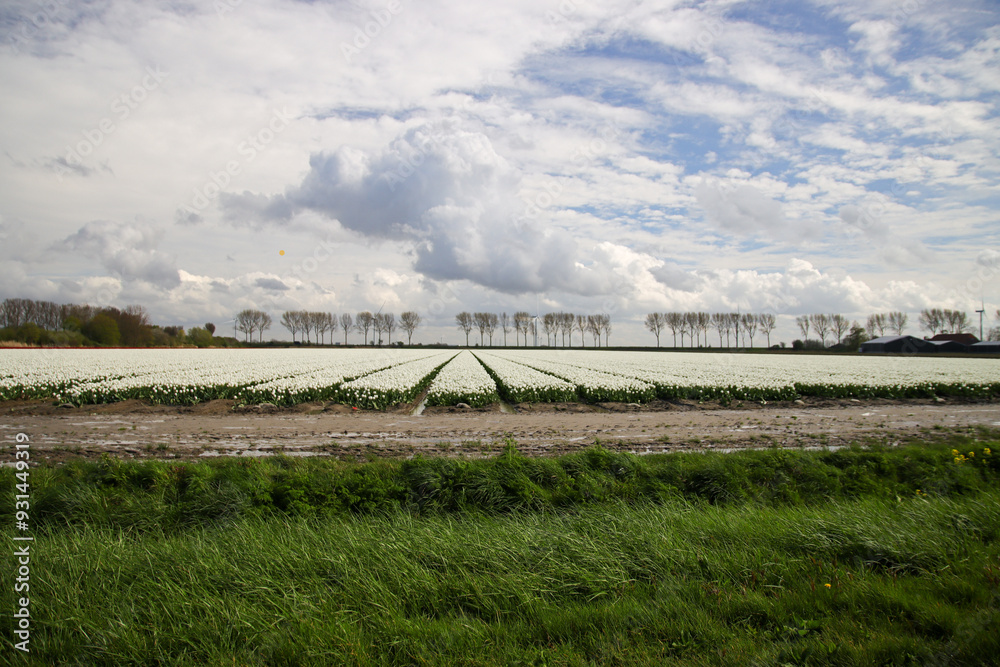 Fields of flowering tulips where flower bulbs are grown on Goeree-Overflakkee attracting dutch tourist Fields of flowering tulips where flower bulbs are grown on Goeree-Overflakkee attracting dutch tourist