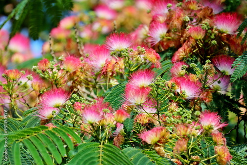 Albizia julibrissin, the Persian silk tree, pink silk tree, or mimosa tree with pink flowers photo