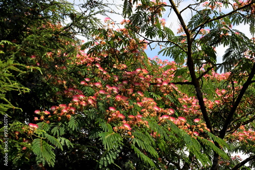 Albizia julibrissin, the Persian silk tree, pink silk tree, or mimosa tree with pink flowers photo