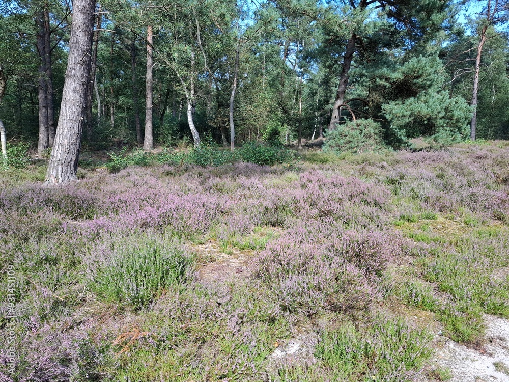 Purple flowers of heather in bloom on the Veluwe Purple flowers of heather in bloom on the Veluwe