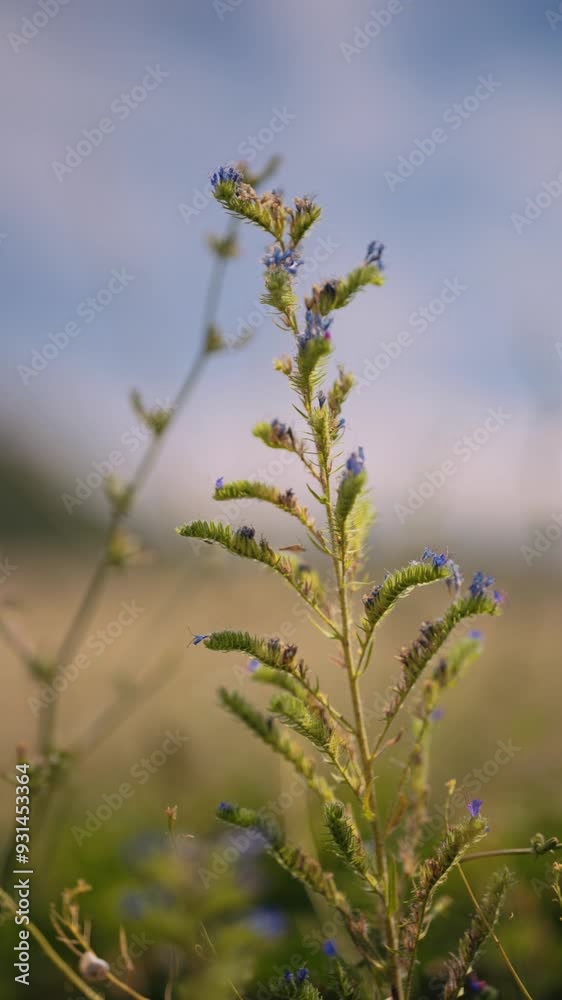 A cinematic view of a waving plant in a field. The mountain steppe. The flower is an ordinary bruise. Sounds of nature. Summer weather. Beautiful nature. Active leisure. A light breeze. Sunlight. A cinematic view of a waving plant in a field. The mountain steppe. The flower is an ordinary bruise. Sounds of nature. Summer weather. Beautiful nature. Active leisure. A light breeze. Sunlight.