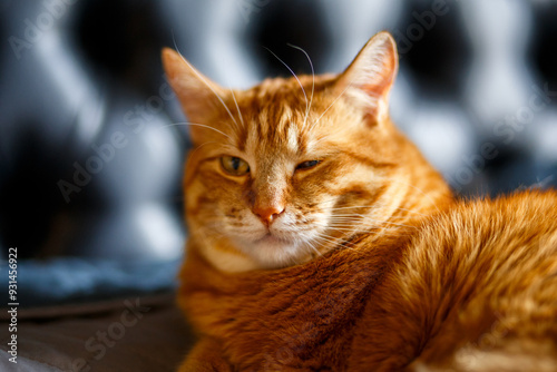 Beautiful red cat close-up. The ginger funny cat is looking at the camera and relax in bedroom on black background. photo