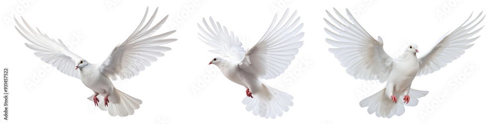 Fototapeta premium Dove bird png cut out element set