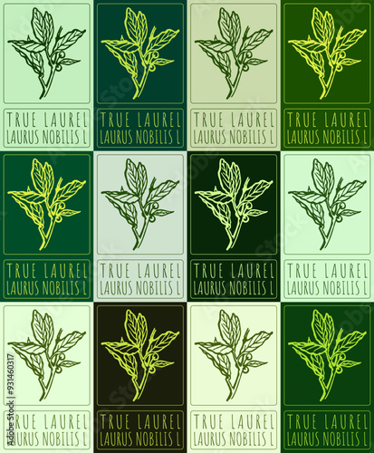 Set of vector drawing TRUE LAUREL in various colors. Hand drawn illustration. Latin name is LAURUS NOBILIS L.
