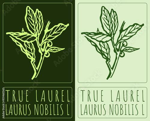 Vector drawing TRUE LAUREL. Hand drawn illustration. Latin name is LAURUS NOBILIS L.
