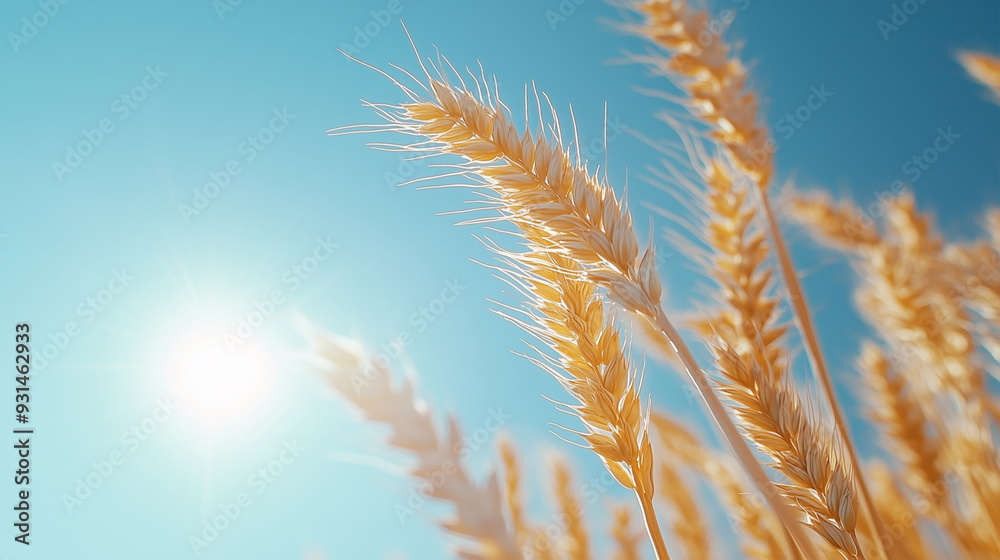 Golden Wheat Ears Shining in Sunlight Against a Clear Blue Sky Golden Wheat Ears Shining in Sunlight Against a Clear Blue Sky