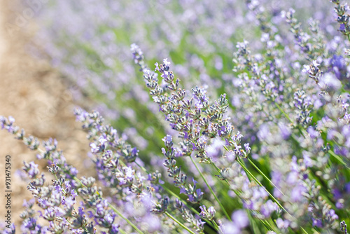 very large and expansive fields of flowering lavender with flower details photo