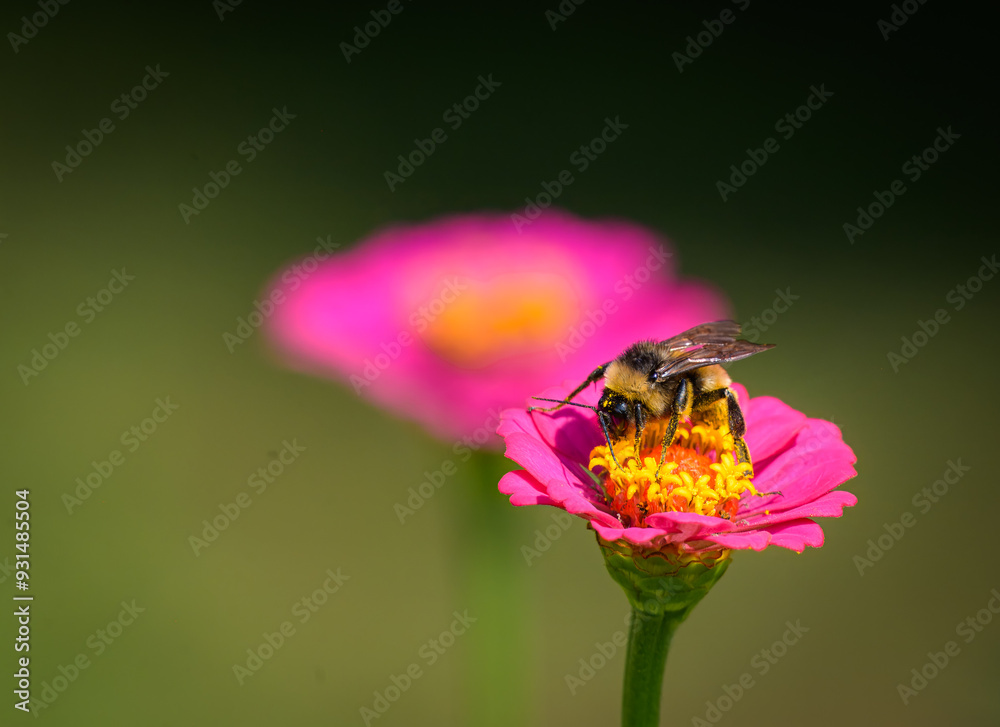 Bumblebee with pollen on its body on a pink zinnia Bumblebee with pollen on its body on a pink zinnia