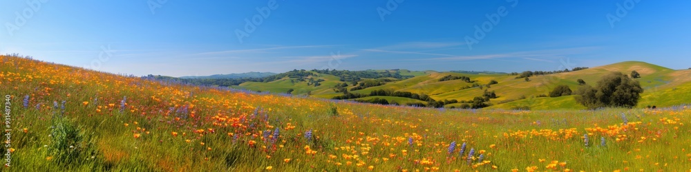 A beautiful, open field of wildflowers with a clear blue sky above. The field is full of different colored flowers, including yellow, orange, and purple. The scene is peaceful and serene