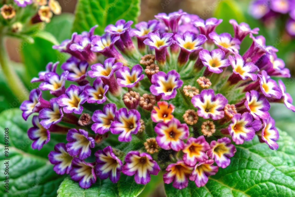 Obraz premium Vibrant purple heliotrope blooms with delicate petals and golden centers shine against a transparent background, showcasing their intricate beauty and elegant, whimsical charm.