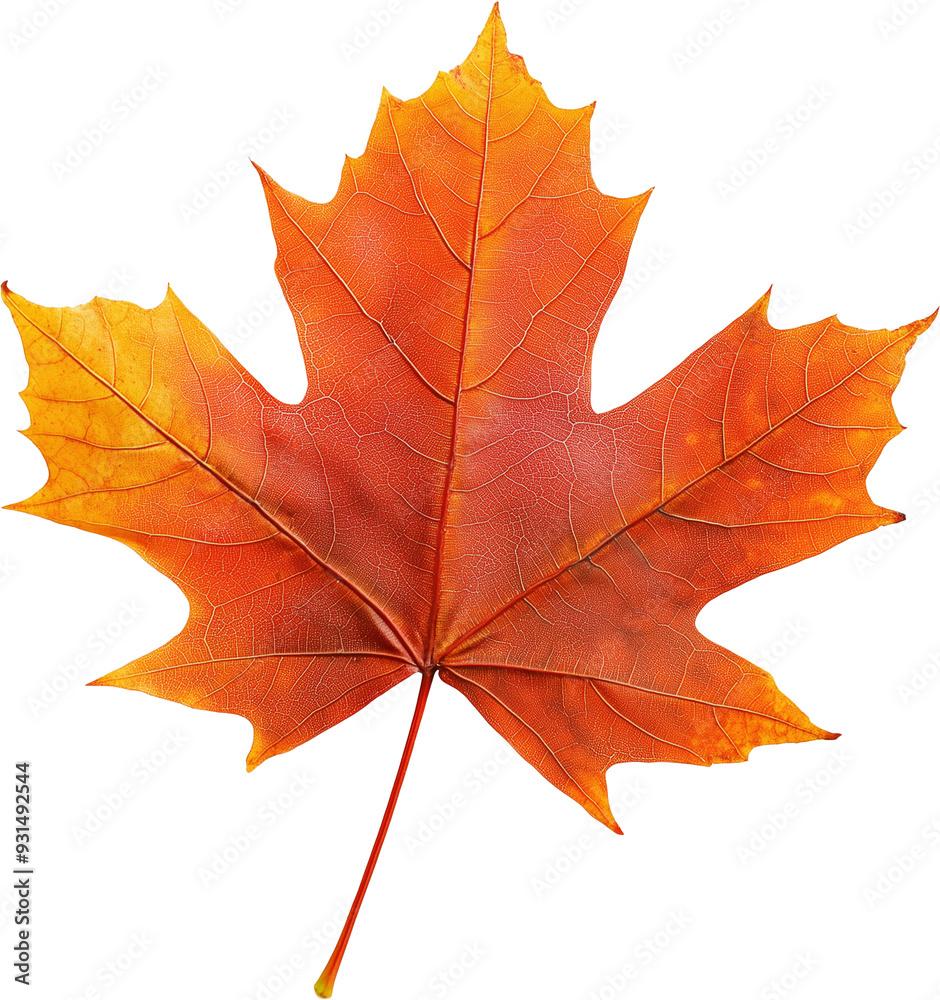 Obraz premium Autumn Splendor: Maple Leaf Close-Up