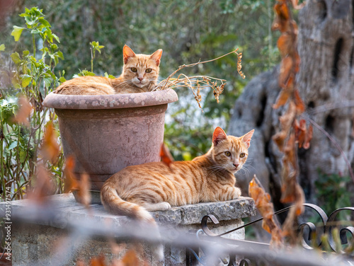 Two ginger cats resting in the garden. One in a flowerpot and the other on the wall.