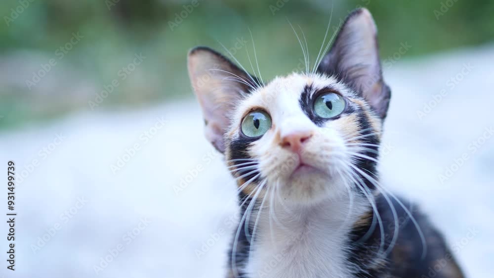close up of a confused cat looking for something. close up of a confused cat looking for something.