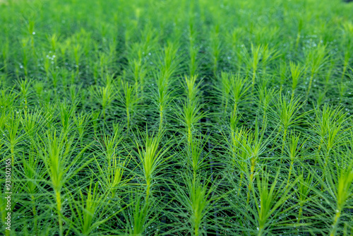 Young pine tree seedling. Growing young Christmas trees