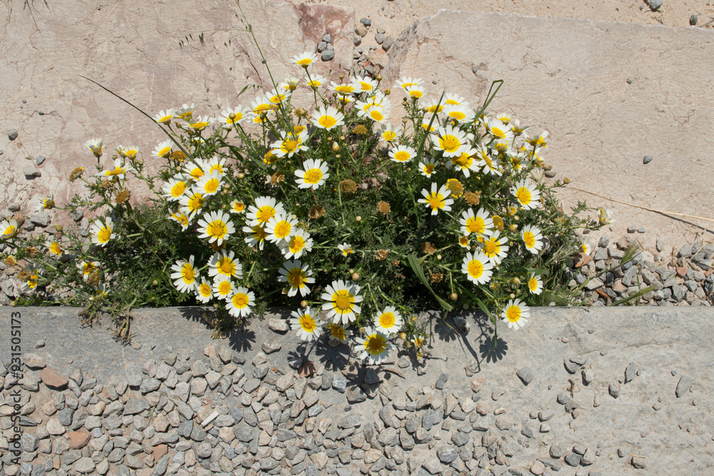 Naklejka premium daisy flowers growing among concrete 