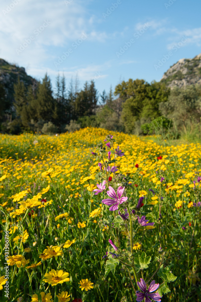 Meadow of yellow daisies with woodland and forest area in the background. Beautiful summer colorful panoramic landscape of flower meadow with daisies against blue sky with clouds. Meadow of yellow daisies with woodland and forest area in the background. Beautiful summer colorful panoramic landscape of flower meadow with daisies against blue sky with clouds.