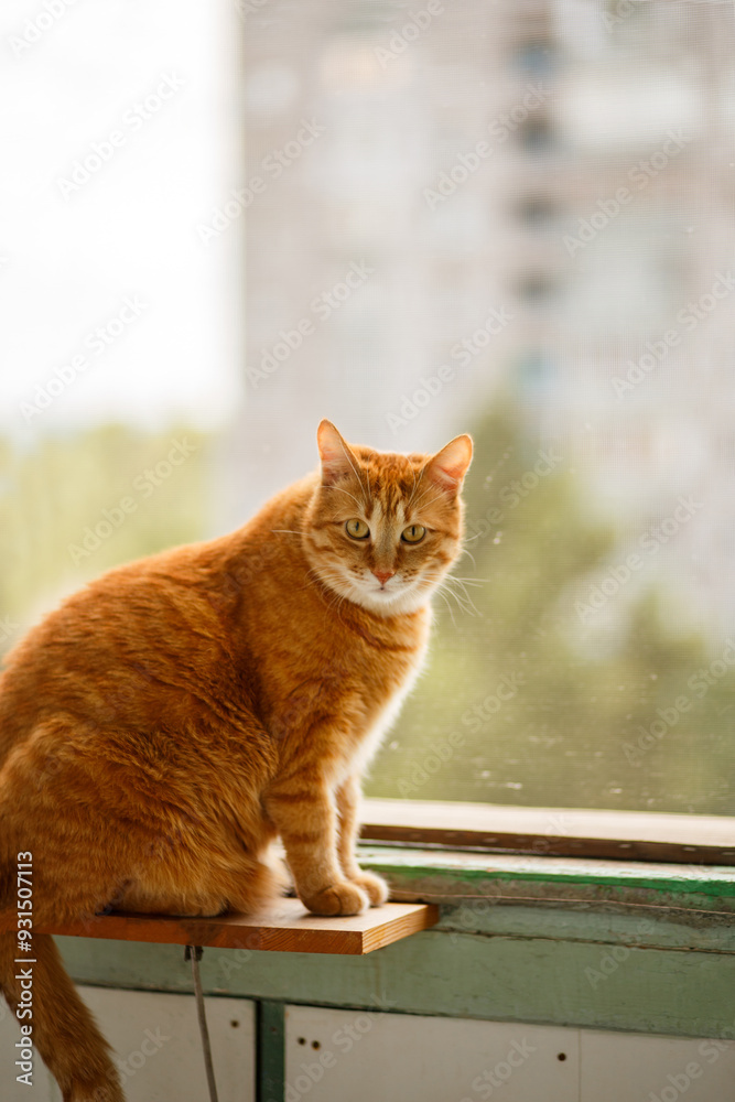 Beautiful ginger cat sits on balcony and looks outside through window. Pet is sad. Head close-up. Theme of animals.. Beautiful ginger cat sits on balcony and looks outside through window. Pet is sad. Head close-up. Theme of animals..