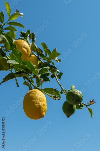 lemon tree and blue sky in the background. Yellow ripe lemons on the branches of lemon tree in the garden. Against the background of the blue sky.
