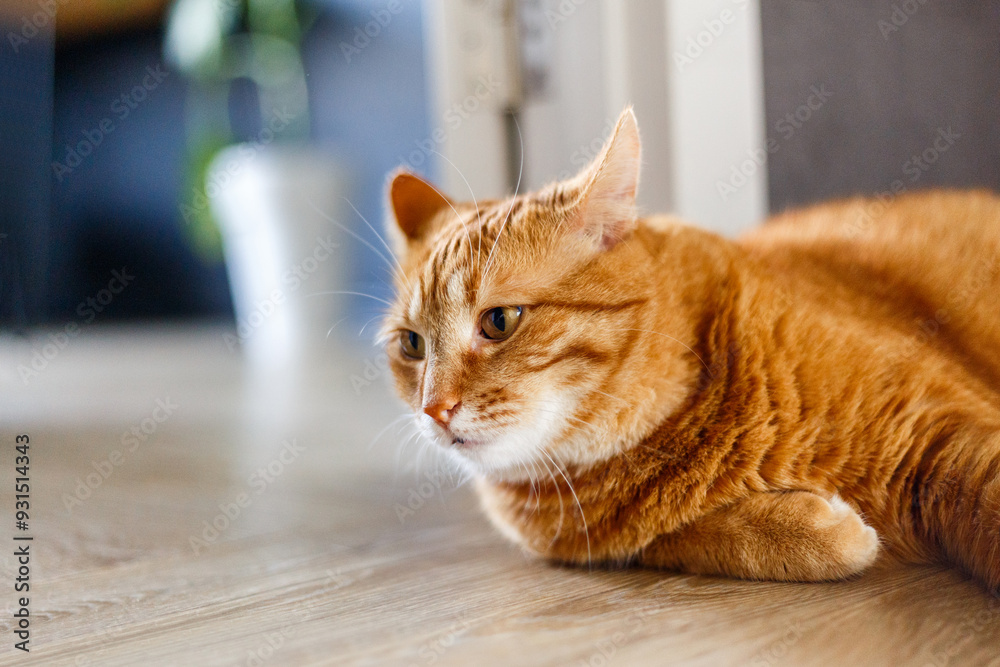 Adorable fat ginger domestic cat take a relax on wooden floor. Orange kitty sleeping and happy. Adorable fat ginger domestic cat take a relax on wooden floor. Orange kitty sleeping and happy.