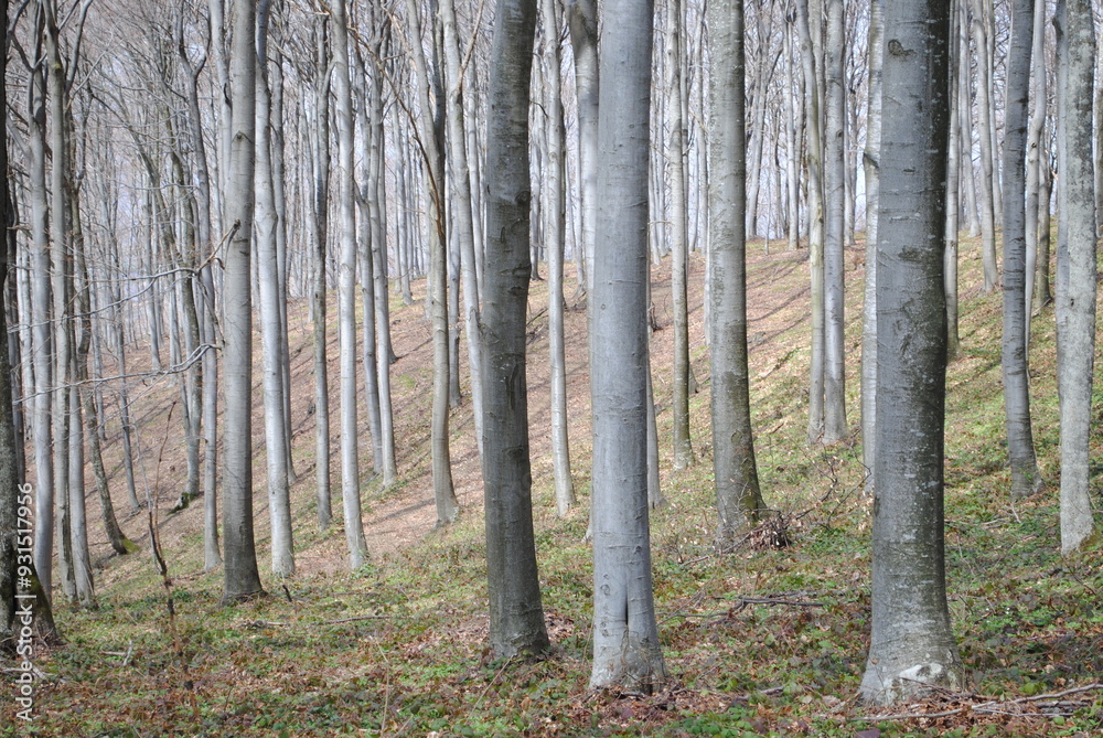 Beech trees in the forest landscape Beech trees in the forest landscape