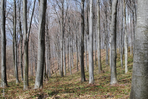 Beech trees in the forest landscape