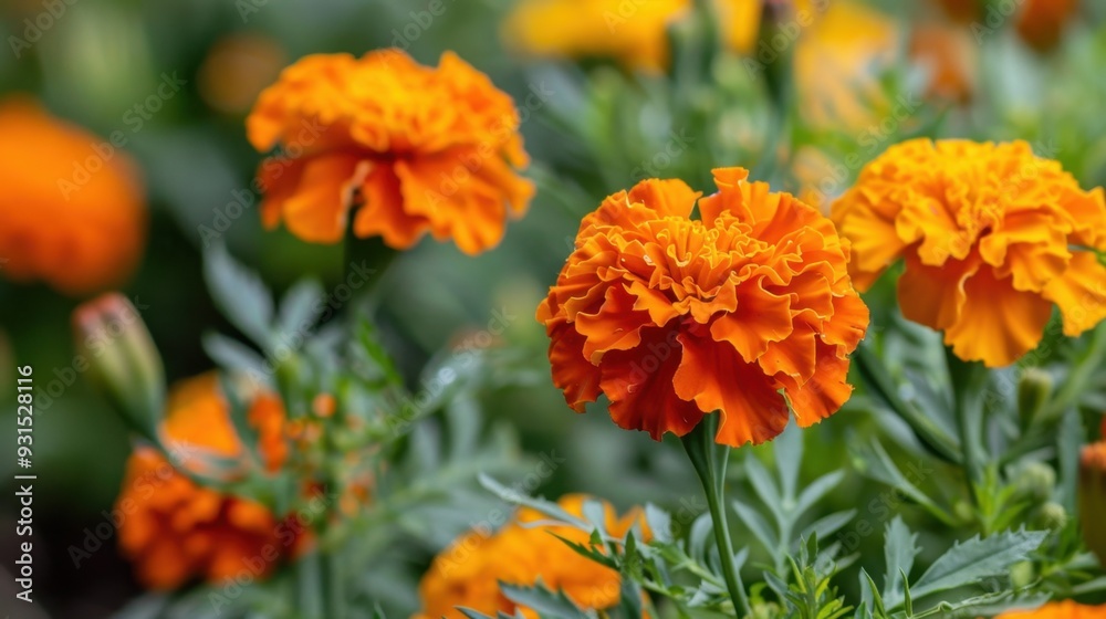 A close-up of orange marigold flowers in full bloom, capturing their bright and lively color A close-up of orange marigold flowers in full bloom, capturing their bright and lively color