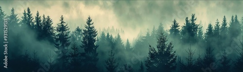 Moody and mysterious fir forest panorama, enhanced with a faded vintage filter