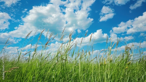 A peaceful meadow with tall green grass swaying in the breeze under a bright blue sky