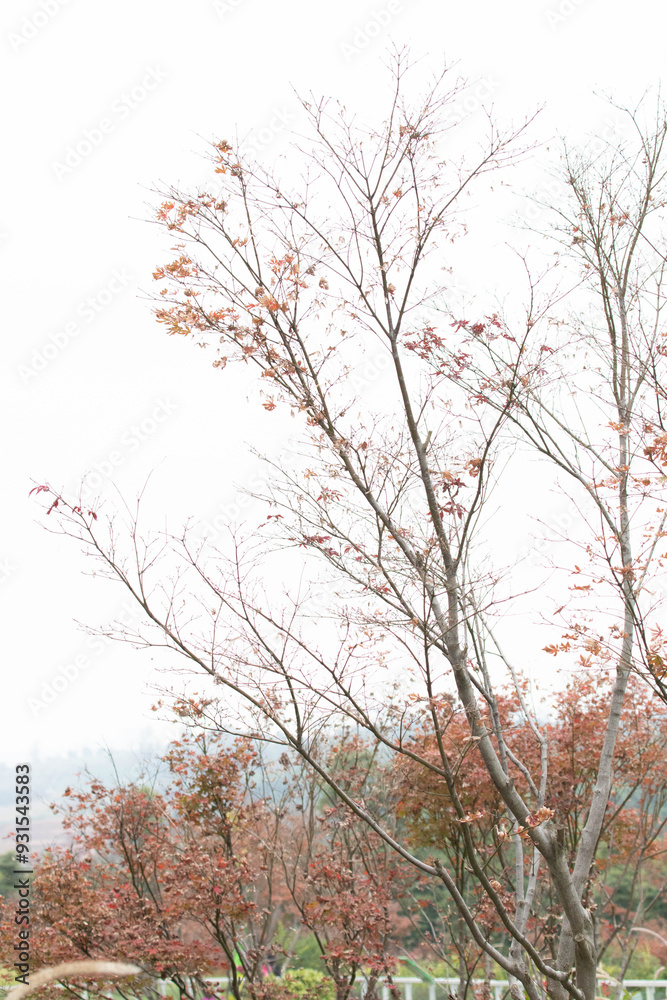 Autumn Concept , Red Winter Berries in Autumn Autumn Concept , Red Winter Berries in Autumn