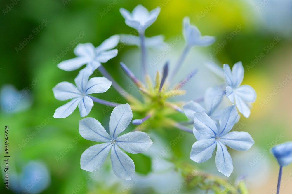 Fototapeta premium プルンバゴ