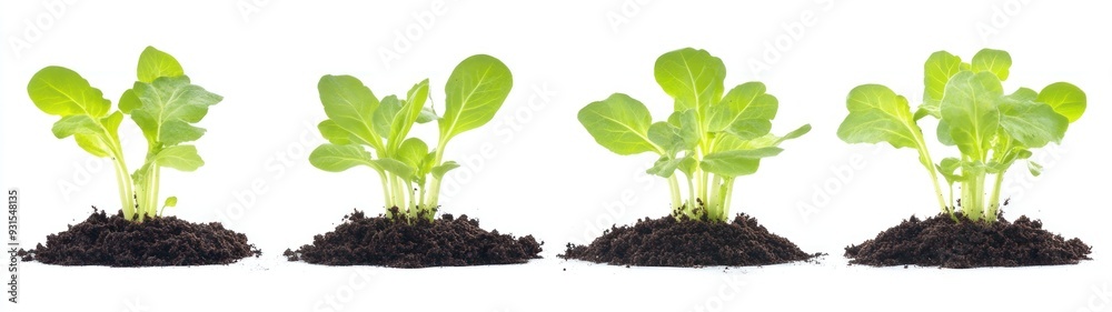 Four Young Green Plants Growing in Soil Four Young Green Plants Growing in Soil
