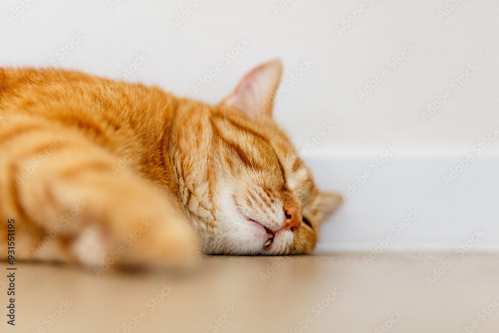Adorable ginger kitten purebred straight lying on the floor, top view, on a white background. Flat Lay fat cat well-eat and relax on wooden floor at home. Adorable ginger kitten purebred straight lying on the floor, top view, on a white background. Flat Lay fat cat well-eat and relax on wooden floor at home.