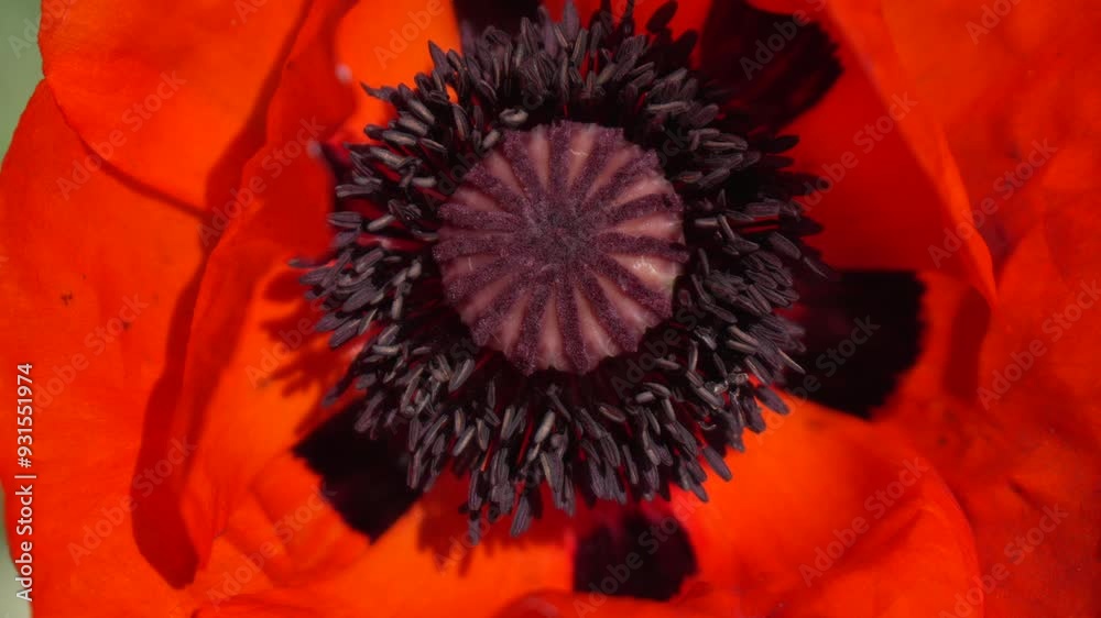 Close-Up of a Poppy Flower's Center Close-Up of a Poppy Flower's Center