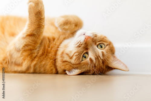 Fat ginger cat lies on a white background. Red cat take relax and sleeping. Cat for food advertising..