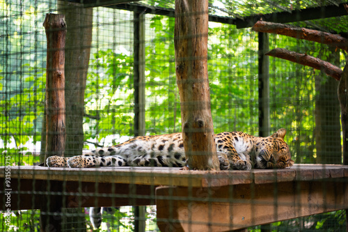 Sleeping Leopard (Panthera pardus) at Eberswalder Zoo, Germany. China-Leopard or Amur leopard (Panthera pardus orientalis). photo