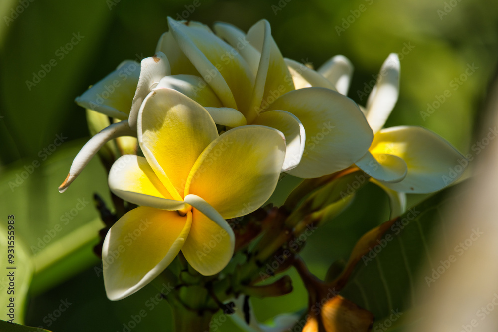 Tempelbaum, Frangipani Tempelbaum, Frangipani