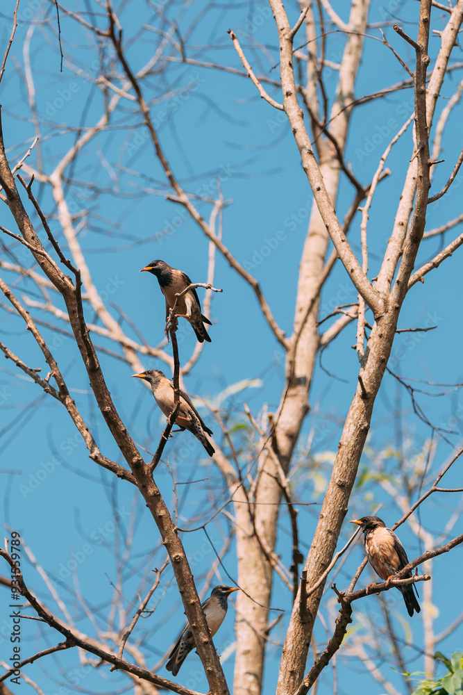 Goa, India. Rosy Starling Birds Sitting On Branches Of Tree On Backgroung Of Blue Sky Goa, India. Rosy Starling Birds Sitting On Branches Of Tree On Backgroung Of Blue Sky