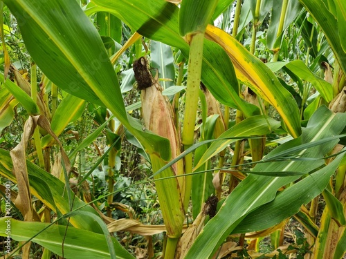 Mais - im Maisfeld - Zea mays - Poaceae 4