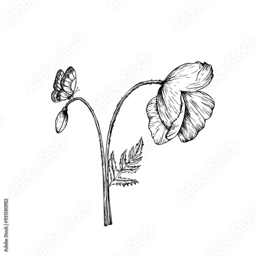 Vector butterfly on poppy. Hand painted linear papaver flower. Graphic illustration isolated on background. Botanical and wedding illustration. For designers, invitations, decoration, postcards
