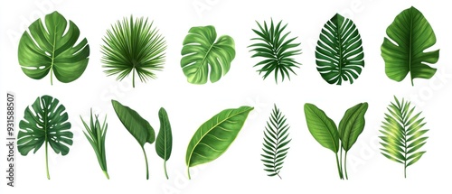 Tropical leaves vector set. Monstera, palm leaf, coconut leaf, banana leaf, monstera, botanical and jungle leaves design for nature background, summer banner, wallpaper, pattern and prints