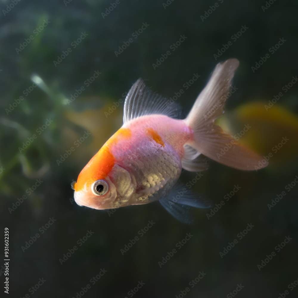 A vibrant oranda goldfish glides gracefully underwater A vibrant oranda goldfish glides gracefully underwater