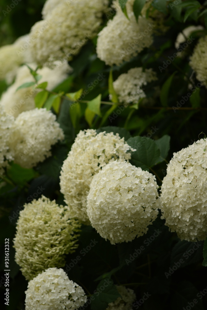 Blooming hydrangea white Annabelle flowers closeup. Hydrange starts to bloom. Blooming hydrangea white Annabelle flowers closeup. Hydrange starts to bloom.