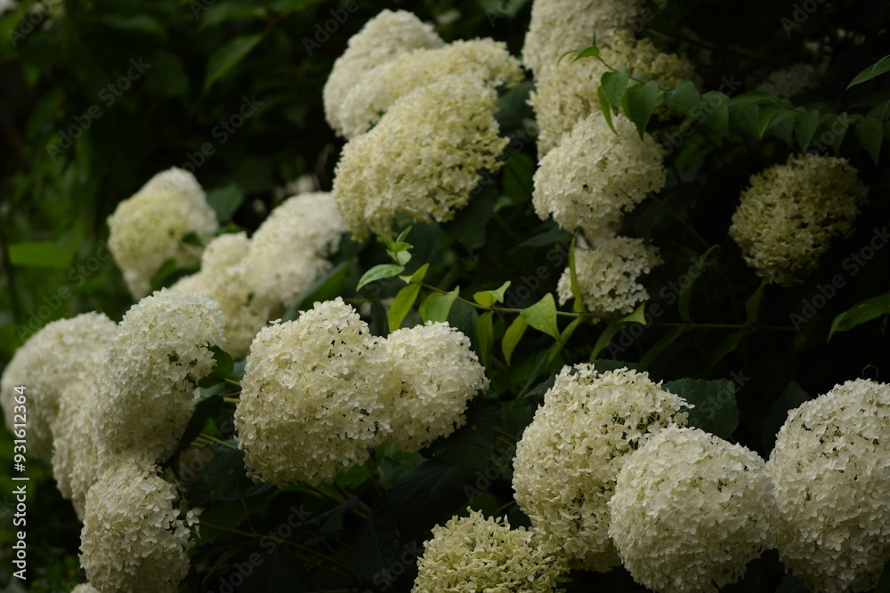 Blooming hydrangea white Annabelle flowers closeup. Hydrange starts to bloom. Blooming hydrangea white Annabelle flowers closeup. Hydrange starts to bloom.