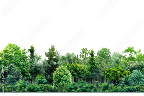 Green trees and shrubs summer forest, isolated on transparent background. Detailed and vibrant foliage jungle rain forest trees, 3d rendering